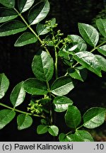 Zanthoxylum simulans (żółtodrzew chiński)