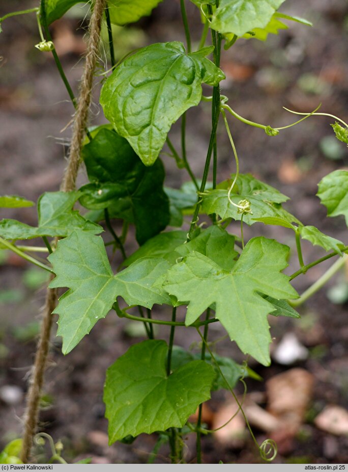 Zehneria japonica