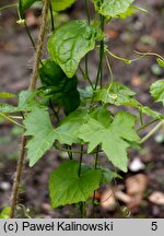 Zehneria japonica