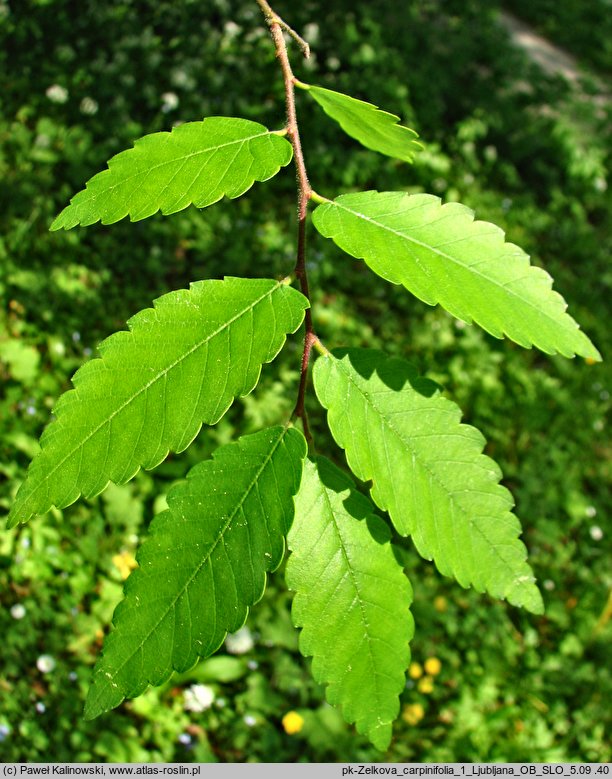 Zelkova carpinifolia (brzostownica kaukaska)