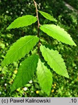 Zelkova carpinifolia (brzostownica kaukaska)