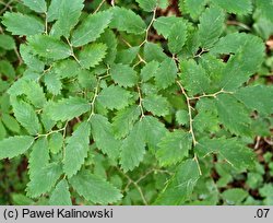 Zelkova carpinifolia (brzostownica kaukaska)