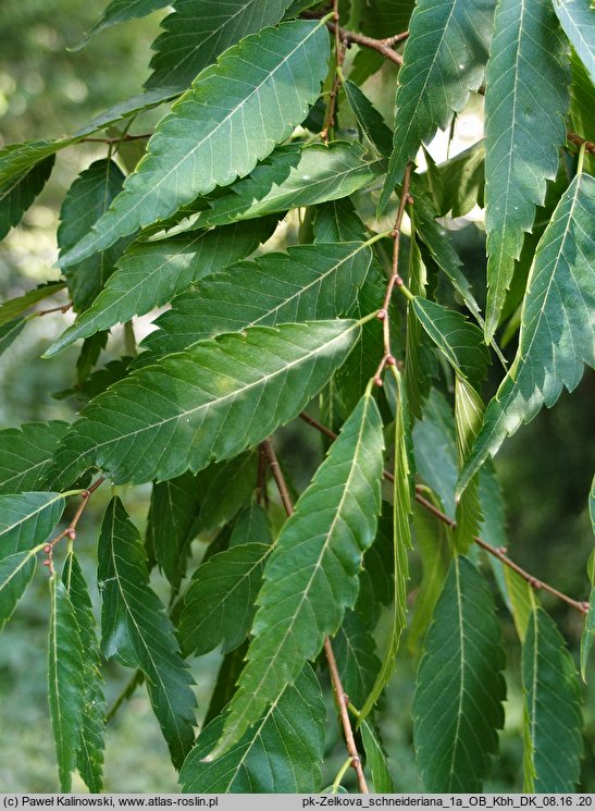 Zelkova schneideriana (brzostownica Szneidera)