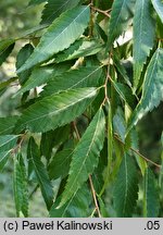 Zelkova schneideriana (brzostownica Szneidera)