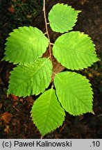 Zelkova serrata (brzostownica japońska)