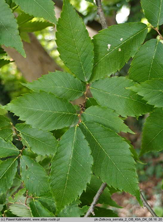 Zelkova serrata (brzostownica japońska)