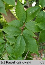 Zelkova serrata (brzostownica japońska)