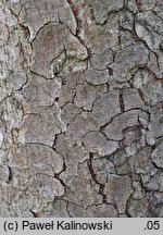 Zelkova serrata (brzostownica japońska)