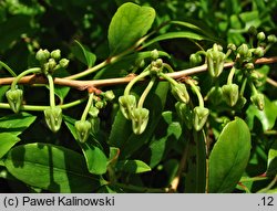 Zenobia pulverulenta (zenobia śniada)