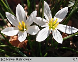 Zephyranthes candida (zefirant biały)