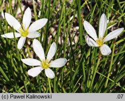 Zephyranthes candida (zefirant biały)