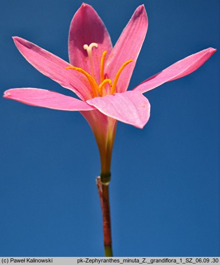 Zephyranthes minuta