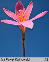 Zephyranthes minuta