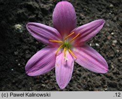 Zephyranthes minuta