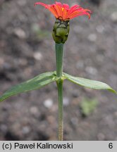 Zinnia peruviana