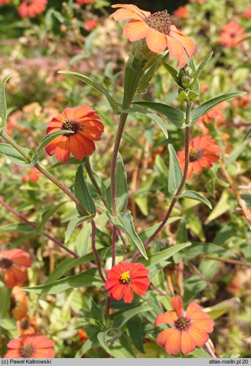 Zinnia peruviana