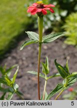 Zinnia peruviana