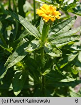 Zinnia peruviana