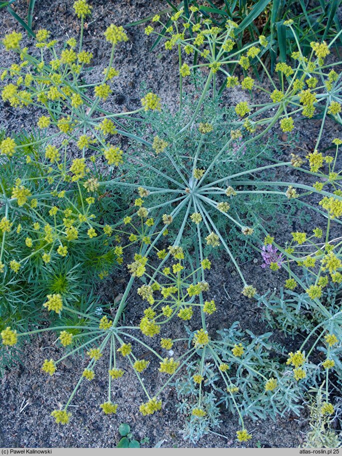 Zosima absinthiifolia