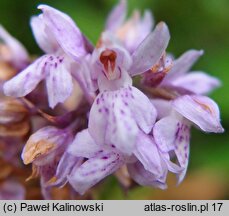 ×Rhizanthera intermedia