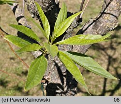 ×Chitalpa tashkentensis (chitalpa taszkiencka)