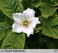 +Crataegomespilus dardarii (nieszpułkowiec Dardara)