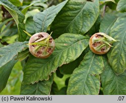 +Crataegomespilus dardarii (nieszpułkowiec Dardara)