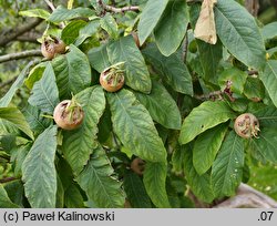 +Crataegomespilus dardarii (nieszpułkowiec Dardara)