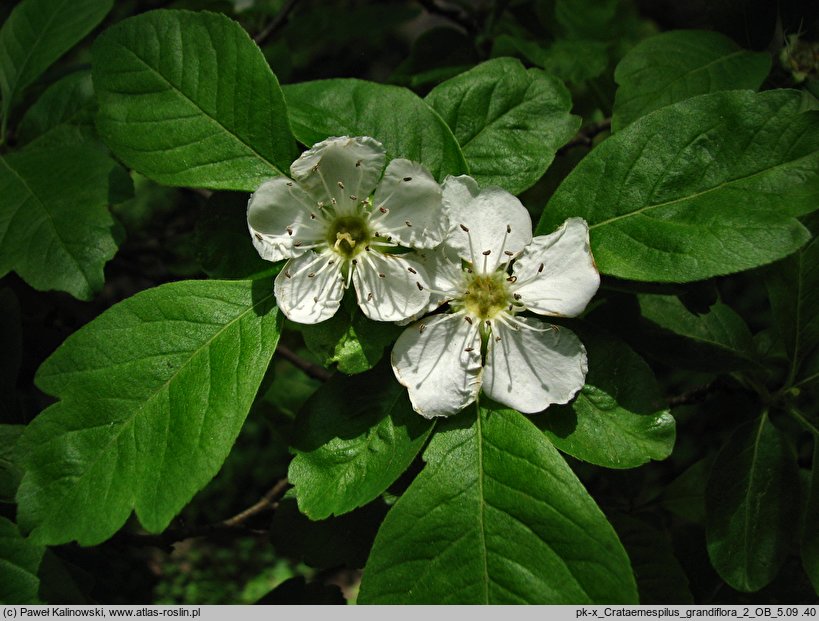 Crataegus ×lobata (głogonieszpułka wielkokwiatowa)