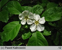 Crataegus ×lobata (głogonieszpułka wielkokwiatowa)