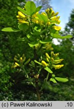 +Laburnocytisus adamii (laburnocytisus Adama)