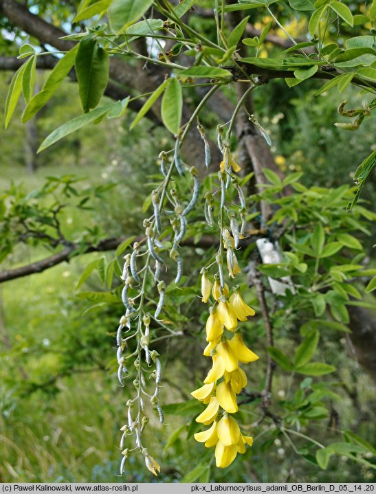 +Laburnocytisus adamii (laburnocytisus Adama)