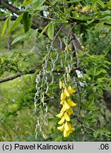 +Laburnocytisus adamii (laburnocytisus Adama)