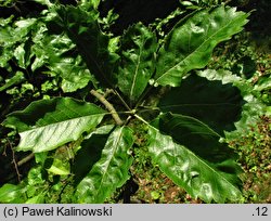 ×Pyraria irregularis (jarzębogrusza uszkowata)