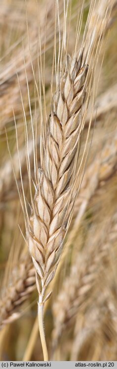 ×Triticale rimpaui (pszenżyto zwyczajne)