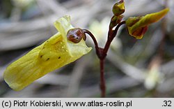 Utricularia minor (pływacz drobny)