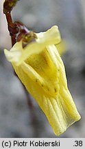 Utricularia minor (pływacz drobny)