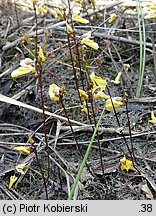 Utricularia minor (pływacz drobny)