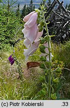 Digitalis purpurea (naparstnica purpurowa)