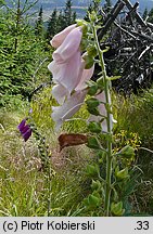 Digitalis purpurea (naparstnica pupurowa)