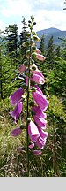 Digitalis purpurea (naparstnica purpurowa)
