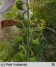 Digitalis purpurea (naparstnica pupurowa)