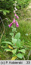 Digitalis purpurea (naparstnica pupurowa)