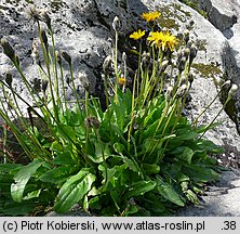 Hypochoeris uniflora (prosienicznik jednogłówkowy)