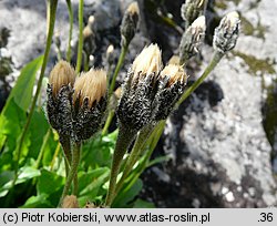 Hypochoeris uniflora (prosienicznik jednogłówkowy)