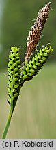 Carex cespitosa (turzyca darniowa)