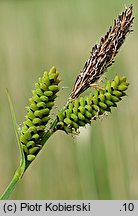 Carex cespitosa (turzyca darniowa)