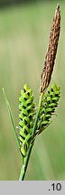 Carex cespitosa (turzyca darniowa)