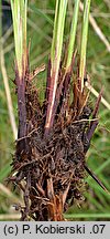 Carex cespitosa (turzyca darniowa)