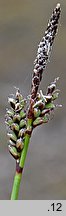 Carex ericetorum (turzyca wrzosowiskowa)